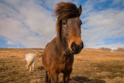 Horse standing on meadow against sky