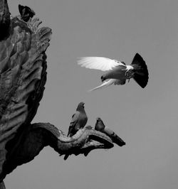 Low angle view of birds flying in sky