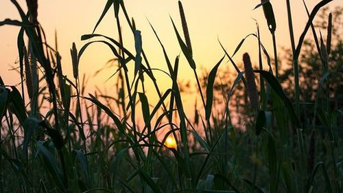 Close-up of plants growing on field at sunset