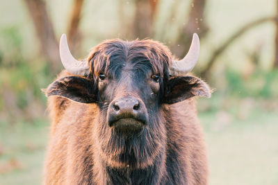 Close-up portrait of a horse on field