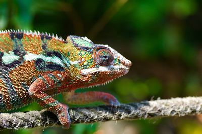 Close-up of chameleon