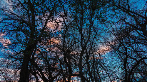 Low angle view of bare tree against sky