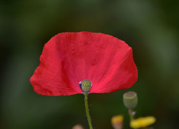 Close-up of red hibiscus blooming outdoors