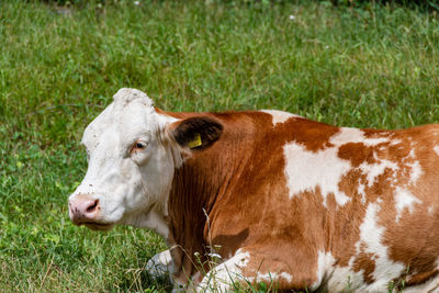 Cow standing in a field