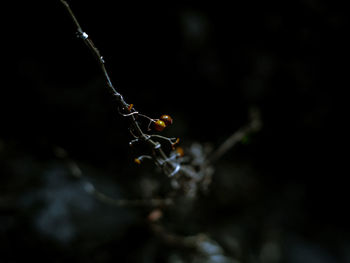 Close-up of wet plant twig against black background