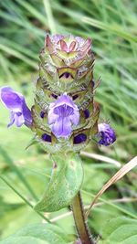 Close-up of insect on wet purple flower