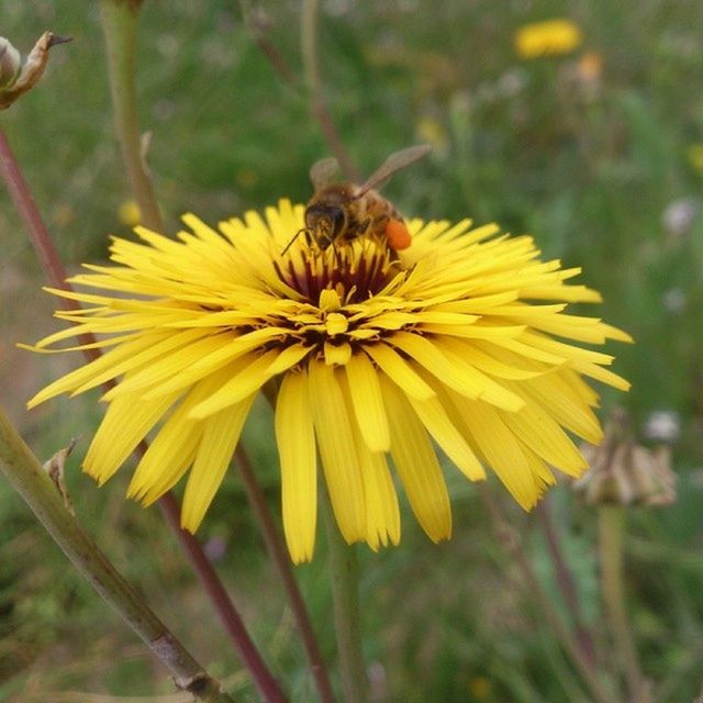 flower, one animal, animal themes, animals in the wild, petal, insect, wildlife, yellow, freshness, flower head, fragility, pollination, bee, focus on foreground, beauty in nature, growth, close-up, pollen, nature, symbiotic relationship