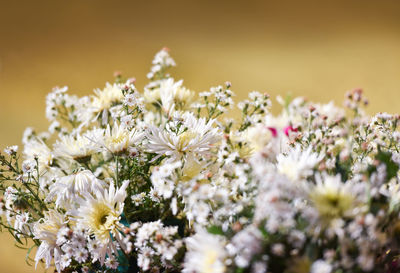 Close-up of white daisy flowers