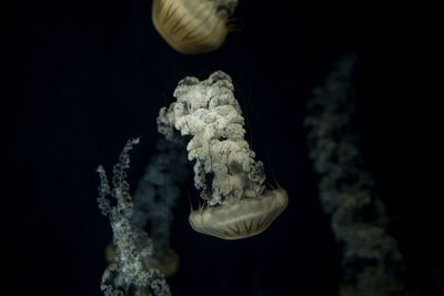 Close-up of jellyfish swimming in sea