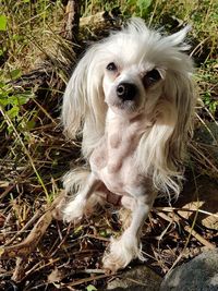 Portrait of dog sitting on grass