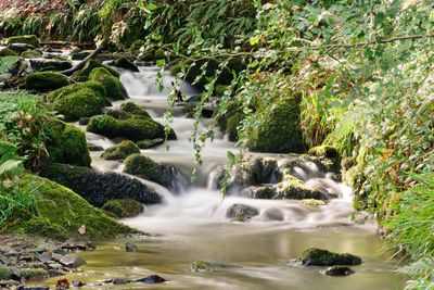 Stream flowing in forest