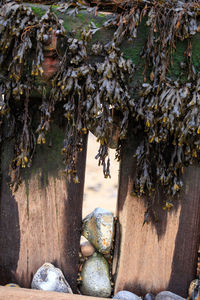 Close-up of tree by water