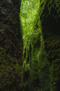 Low angle view of trees in forest