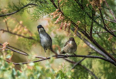 Low angle view of birds perching on tree