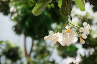 Close-up of white flowering plant