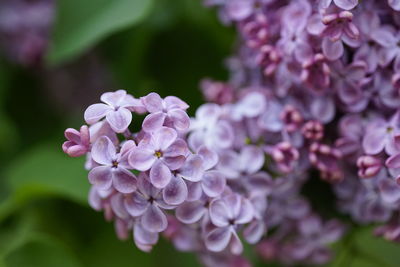 Close-up of purple flowers blooming outdoors