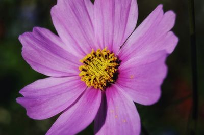 Close-up of pink cosmos flower