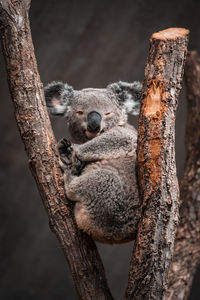 Close-up of an animal on tree