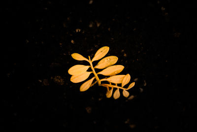 Close up view of yellow flower