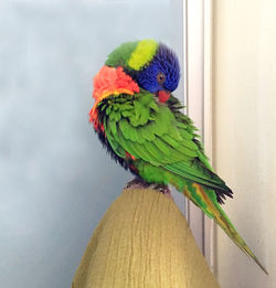 Close-up of parrot perching on wood