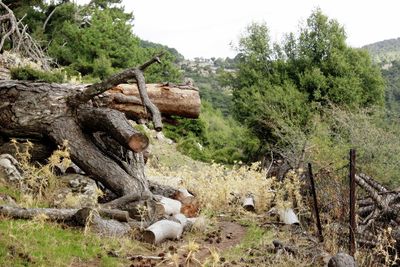 Log on field against trees in forest