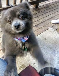 Portrait of dog sitting outdoors