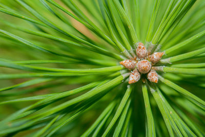 Close-up of pine tree