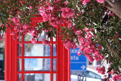 Red flowering plant by tree against building