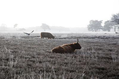 Cows grazing on field against sky