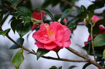 Close-up of rose plant