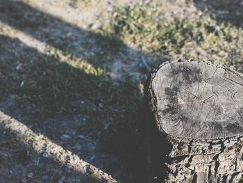 Close-up of tree stump