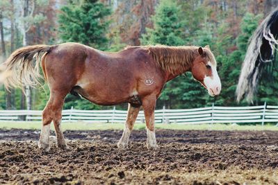 Side view of horse in ranch