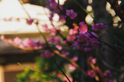 Close-up of pink cherry blossoms in spring