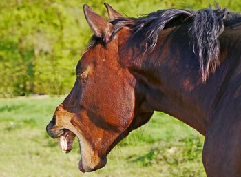 Close-up of a horse on field