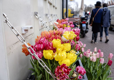 Tulips for sale at market stall