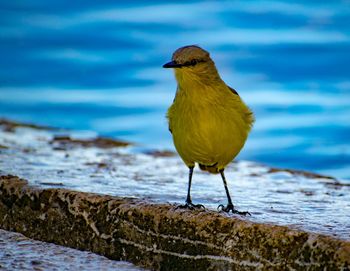 Close-up of bird perching on a land