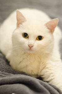 Close-up portrait of cat