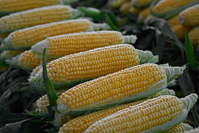 Close-up of fresh vegetables for sale at market stall