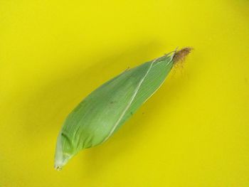 Close-up of insect on yellow leaf