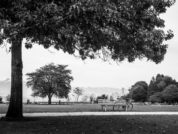 Trees on field in park