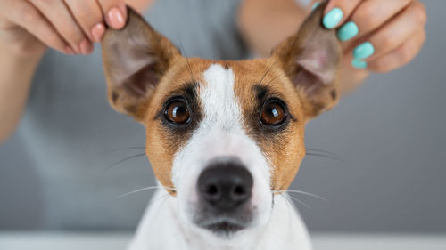 Close-up portrait of dog sticking out tongue