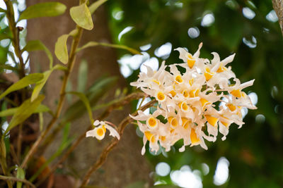 Close-up of yellow flowering plant