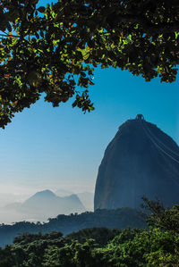 View of trees at sunset