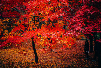 Close-up of maple tree in park during autumn