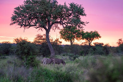 View of a tree on field during sunset