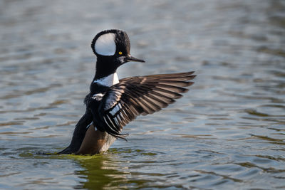 Bird flying over lake