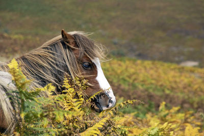 A wild pony on