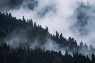 Silhouette trees in forest during foggy weather