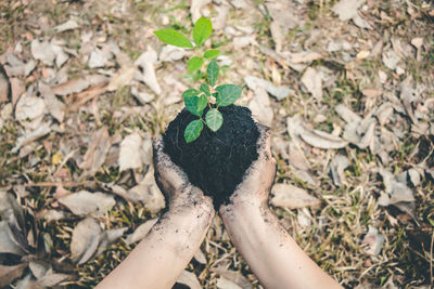 High angle view of person holding plant