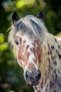 Close-up portrait of a horse